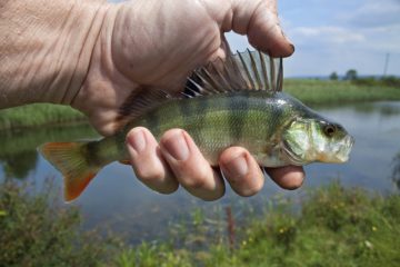 texas rig barsch